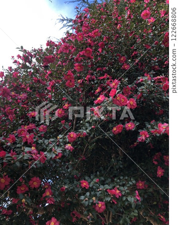 Camellia・・・・❁・Christmas camellia・❁・・・・ 122668806