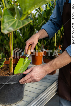 Unrecognizable man cultivating houseplants in greenhouse, replanting and potting flowers 122668822