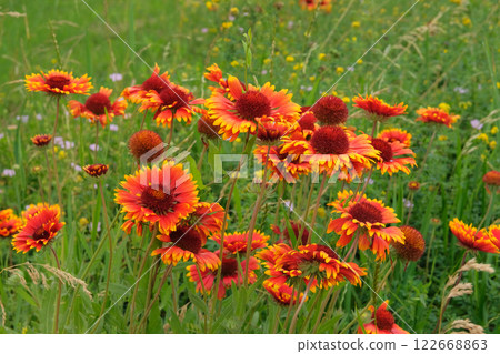 Gaillardia in meadow. Profusely flowering. Ornamental plant. Drought-resistant annual plant. Cottage garden. 122668863