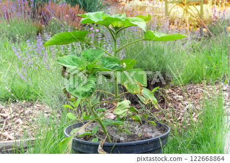 Container gardening. Sunflower growing in box. Organic vegetables grown in a rural garden. 122668864