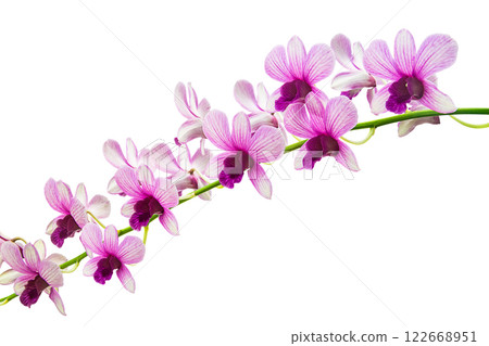 Purple Orchid Isolated On White Background. 122668951