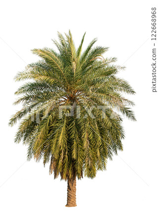 Palm Tree Isolated On White Background Use For Garden And Park Decoration, Advertising work. Palm Tree Isolated On White Background Use For Garden And Park Decoration, Advertising work. 122668968