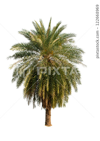 Palm Tree Isolated On White Background Use For Garden And Park Decoration, Advertising work. Palm Tree Isolated On White Background Use For Garden And Park Decoration, Advertising work. 122668969