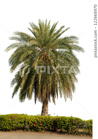 Palm Tree Isolated On White Background Use For Garden And Park Decoration, Advertising work. Palm Tree Isolated On White Background Use For Garden And Park Decoration, Advertising work. 122668970