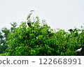 White Heron Sits On The Branch Of Big Green Tree. 122668991