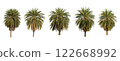Collection Palm Tree Isolated On White Background Use For Garden And Park Decoration, Advertising work. 122668992