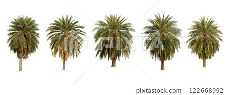 Collection Palm Tree Isolated On White Background Use For Garden And Park Decoration, Advertising work. 122668992