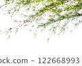 Spring Pine Isolated On White Background Use For Garden And Park Decoration, Advertising work. 122668993