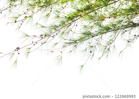 Spring Pine Isolated On White Background Use For Garden And Park Decoration, Advertising work. 122668993