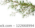 Spring Pine Isolated On White Background Use For Garden And Park Decoration, Advertising work. 122668994