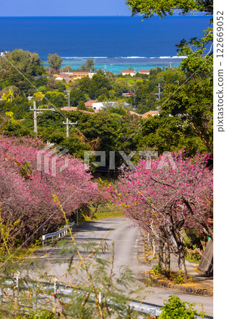 Imadomari, Nakijin Village, Kunigami District, Okinawa Prefecture: Rows of early-blooming Ryukyu Kanhizakura trees along the slope and the blue sea visible in the distance Imadomari, Nakijin Village, Kunigami District, Okinawa Prefecture: Rows of early-blooming Ryukyu Kanhizakura trees along the slope and the blue sea visible in the distance 122669052