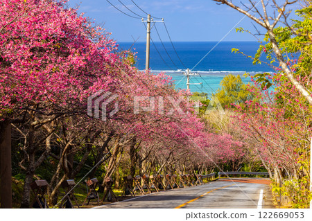 Imadomari, Nakijin Village, Kunigami District, Okinawa Prefecture: Rows of early-blooming Ryukyu Kanhizakura trees along the slope and the blue sea visible in the distance Imadomari, Nakijin Village, Kunigami District, Okinawa Prefecture: Rows of early-blooming Ryukyu Kanhizakura trees along the slope and the blue sea visible in the distance 122669053