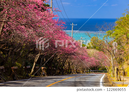 沖繩縣國頭郡今歸仁村今泊:斜坡上一排排早開的琉球金櫻樹,遠處可見蔚藍的大海 沖繩縣國頭郡今歸仁村今泊:斜坡上一排排早開的琉球金櫻樹,遠處可見蔚藍的大海 122669055