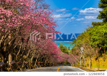 Imadomari, Nakijin Village, Kunigami District, Okinawa Prefecture: Rows of early-blooming Ryukyu Kanhizakura trees along the slope and the blue sea visible in the distance 122669058