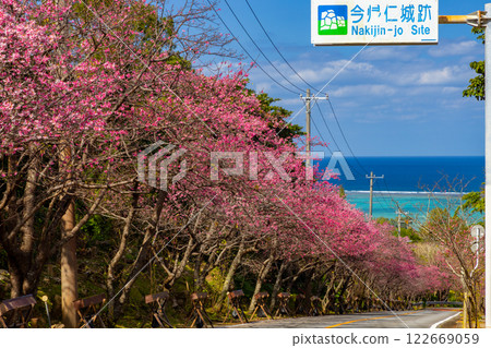 Imadomari, Nakijin Village, Kunigami District, Okinawa Prefecture: Rows of early-blooming Ryukyu Kanhizakura trees along the slope and the blue sea visible in the distance 122669059
