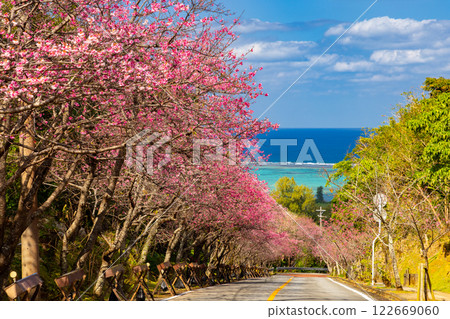 Imadomari, Nakijin Village, Kunigami District, Okinawa Prefecture: Rows of early-blooming Ryukyu Kanhizakura trees along the slope and the blue sea visible in the distance 122669060
