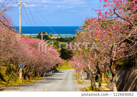 沖繩縣國頭郡今歸仁村今泊:斜坡上一排排早開的琉球金櫻樹,遠處可見蔚藍的大海 沖繩縣國頭郡今歸仁村今泊:斜坡上一排排早開的琉球金櫻樹,遠處可見蔚藍的大海 122669062