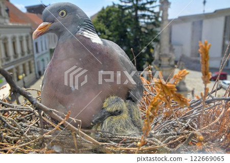 The dove warms the pigeons. Doves and young squabs. A pair of pigeons have made a nest in a small flower box on a window sill. The concept of bird life in the town. View through the window of the room 122669065
