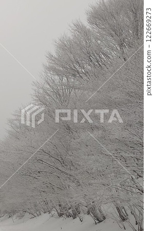 久住牧戸峠的霜凍 久住牧戸峠的霜凍 122669273