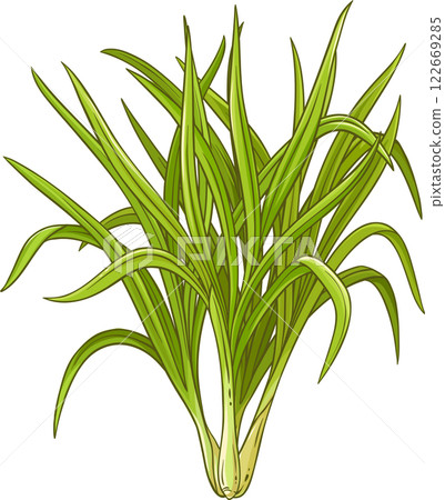 Lemongrass  Plant with  Leaves Colored Detailed Illustration. 122669285