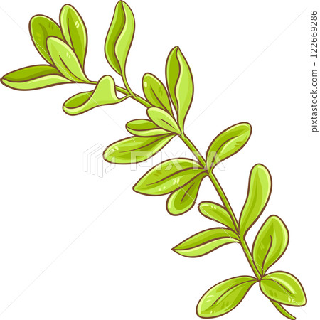 Marjoram Branch with Leaves Colored Detailed Illustration. Organic natural nutritional healthy food ingredient, vegetarian diet product.  122669286
