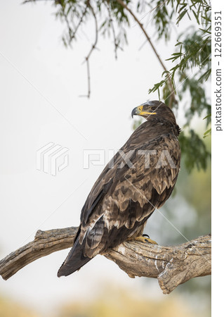 Steppe eagle or Aquila nipalensis closeup or portrait in desert national park jaisalmer rajasthan india asia. large bird of prey during winter migration perched on branch of tree in shade 122669351