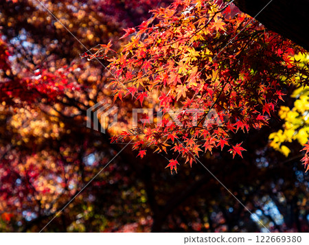 Brilliantly colored autumn leaves shining on a clear, late autumn day 122669380
