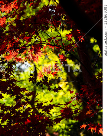 Brilliantly colored autumn leaves shining on a clear, late autumn day 122669393