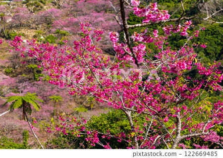 Motobu Town, Kunigami District, Okinawa Prefecture A mountain of Ryukyu Kanhizakura cherry blossoms near the summit of Mt. Yaedake, where the Motobu Yaedake Cherry Blossom Festival is held 122669485
