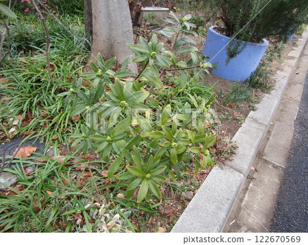 Rhododendrons that bloom in spring are now in bud Rhododendrons that bloom in spring are now in bud 122670569