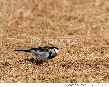 Hakusekirei Hakusekirei 122671064