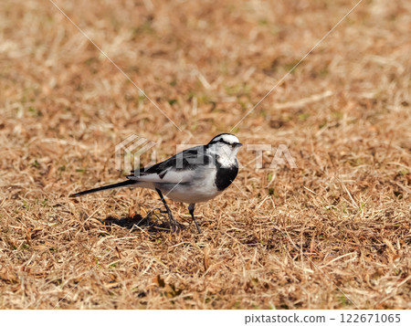 Hakusekirei Hakusekirei 122671065