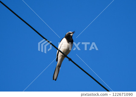 一隻黑背鶺鴒棲息在電線上 122671090