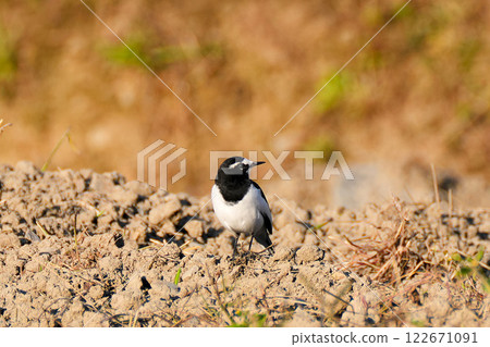 一隻日本鶺鴒穿過農田 122671091