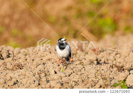 一隻日本鶺鴒穿過農田 一隻日本鶺鴒穿過農田 122671093