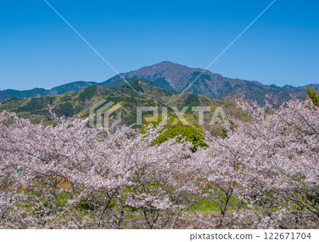 從伊勢原運動公園的散步道上看到的櫻花樹和大山 122671704