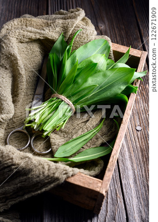 Bunch of fresh bear's wild garlic with old scissors 122671909