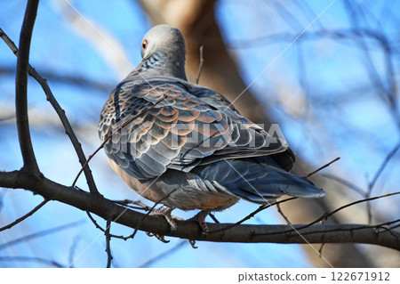 在野雞蝴蝶後面 在野雞蝴蝶後面 122671912