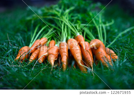 Fresh young organic carrots in green grass Fresh young organic carrots in green grass 122671935