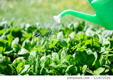 Watering of vegetable bed with lush green spinach 122672020