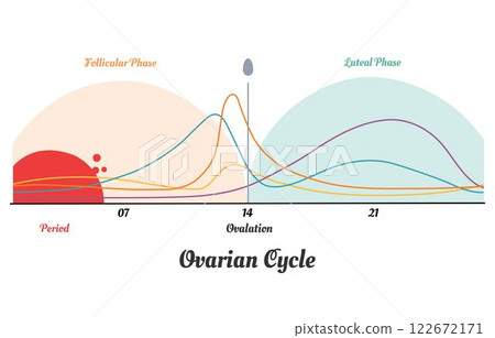 Menstrual cycle. Hormone levels, Ovarian cycle Menstrual cycle. Hormone levels, Ovarian cycle 122672171