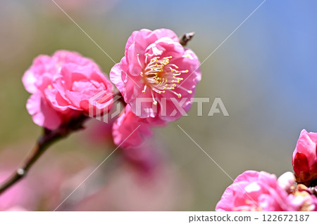 Plum blossoms telling the arrival of spring Plum blossoms telling the arrival of spring 122672187