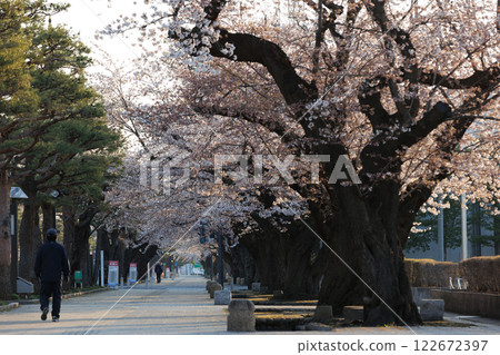 Cherry blossoms in full bloom early in the morning along Towadakoma Kaido (Towada City, Aomori Prefecture) Cherry blossoms in full bloom early in the morning along Towadakoma Kaido (Towada City, Aomori Prefecture) 122672397