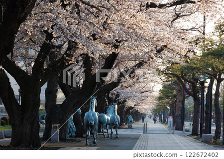 十和田政府區（青森縣十和田市）清晨的櫻花盛開 122672402