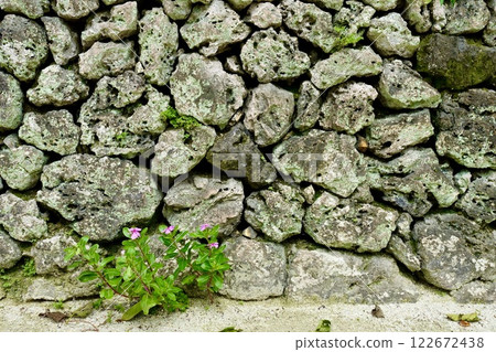 Flowers growing on the stone walls of Taketomi Island, Okinawa Flowers growing on the stone walls of Taketomi Island, Okinawa 122672438