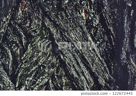 Wooden silver background.Wrinkled bark of an old tree Wooden silver background.Wrinkled bark of an old tree 122672445