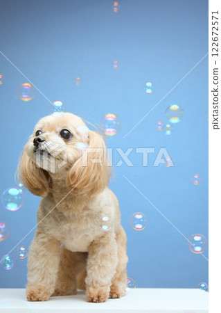 Top poodle playing with soap bubbles 122672571