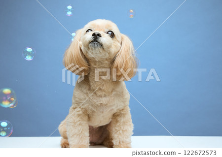 Top poodle playing with soap bubbles 122672573