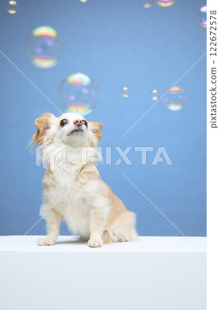 Chihuahua playing with soap bubbles 122672578
