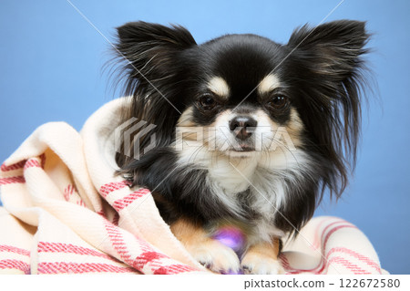 Chihuahua playing with soap bubbles Chihuahua playing with soap bubbles 122672580